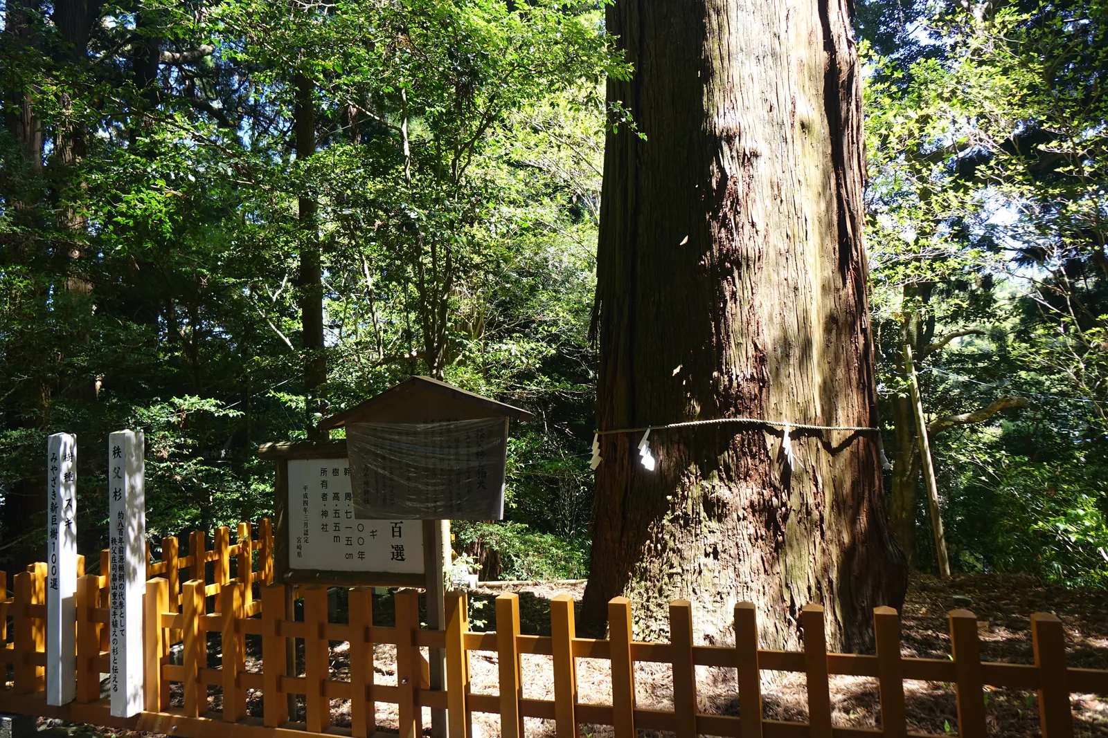 秩父杉與縣認定板，樹幹橫掛注連繩